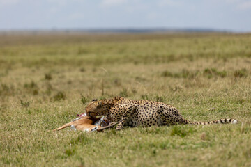 Cheetah easting a dead impala in the open savannah grasslands 
