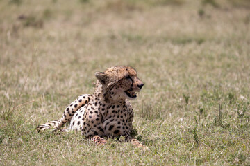 Cheetah sitting alone in the open savannah grassland of masai mara