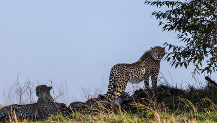 cheetah family under the shade of bushes in the savannah grasslands of masai mara, kenya © TheStorygrapher