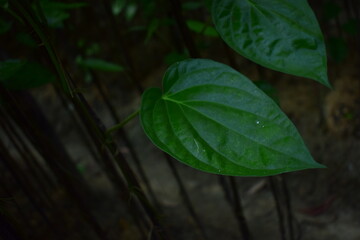 Maheshkhali's sweet betel leaves, Betel Leaf Crop Farming
