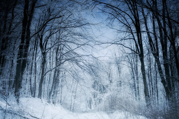 mysterious frozen forest in winter