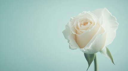 A single soft ivory rose against a light mint green background, close-up shot, Minimalist style