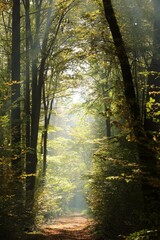 Forest path among beech trees on a sunny autumn morning