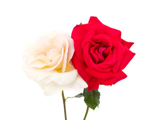 Beautiful white and red roses.