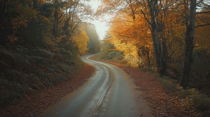Obraz premium Winding Road Surrounded by Bright Autumn Trees in Soft Morning Light