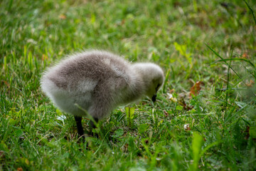The barnacle gosling (Branta leucopsis)	