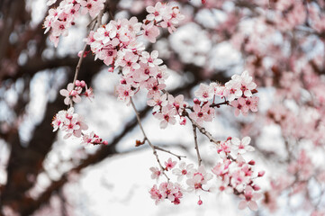 Blooming Japanese cherry trees. Blooming trees with pink flowers.