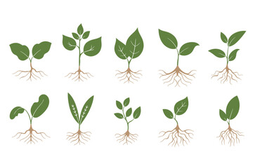 Set of Plant Growth Icon, Various plants growing with roots process flat icons illustration, Illustration of Plant Parts including Roots Leaves and Stem