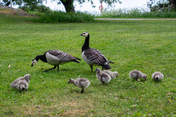 Family of Barnacle Geese (Branta leucopsis)	