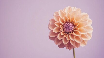 A single soft peach dahlia against a muted lavender background, close-up shot, Minimalist style