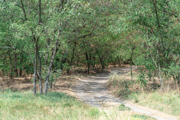 Magical natural arch and footpath. Green archway shaped by branches in the forest. Long pathway through beautiful deciduous trees tunnel. Bend of tree trunks and pathway in wood.
