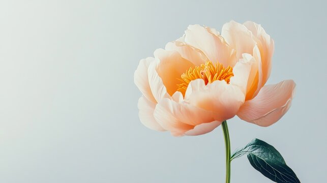 A single soft peach peony against a light grey background, close-up shot, Minimalist style