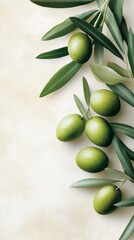 Olive branches with green olives against a blurred background during daylight