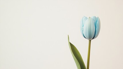 A single soft sky blue tulip against a light ivory background, close-up shot, Minimalist style