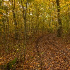 Obraz premium a country road through an autumn yellowed forest, completely covered with fallen orange-yellow leaves on a November day
