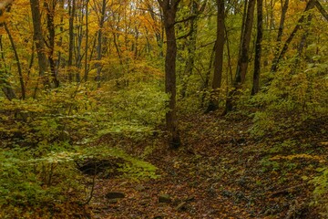 forest landscape of early autumn with green and yellowed leaves on tree branches in Western Caucasus early November morning