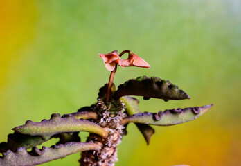 Euphorbia decaryi - blooming pink flower poisonous milkweed with white juice in botanical collection, Ukraine