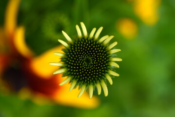 Yellow flowers on a multicolored background. Rudbeckia laciniata. Juicy flowers in the garden.
