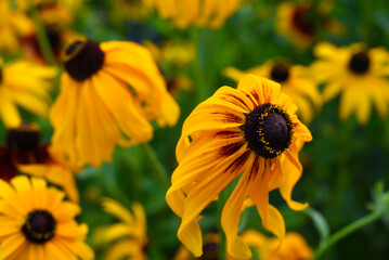 Yellow flowers on a multicolored background. Rudbeckia laciniata. Juicy flowers in the garden.