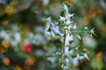 A holly tree, a typical Christmas tree, with red berries in Asturias, Spain

