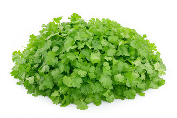 Fototapeta premium Coriander A bunch of green herbs are growing in the soil. The coriander plants are small and green and are growing in a small patch of soil.