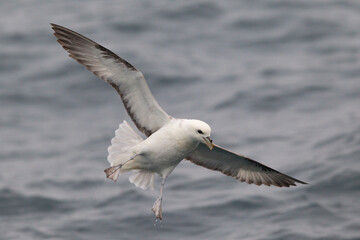 Obraz premium Light morph of northern fulmar (fulmarus glacialis) in flight