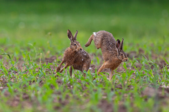 Two european brown hares (lepus europaeus) fighting on a corn field in the spring