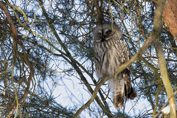 Great Grey Owl  