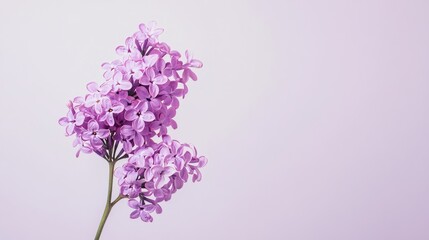 Obraz premium A single vibrant purple lilac bloom against a pale lavender background, natural close-up shot, Minimalist style