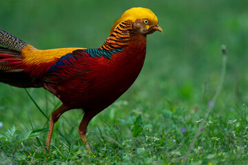 Portrait of an adult male Golden Pheasant (Chrysolophus pictus)