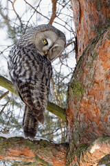 Great Grey Owl  