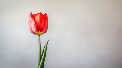 Fototapeta premium A single vibrant red tulip against a soft grey background, close-up shot, Minimalist style
