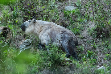 golden takin (budorcas taxicolor bedfordi) in the steep chinese mountains of shaanxi in tangjiahe national nature reserve