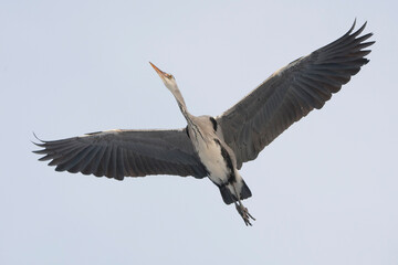 Adult grey heron (ardea cinerea) in flight