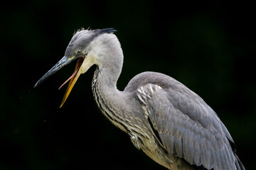 Immature grey heron (ardea cinerea) with open beak showing its tongue