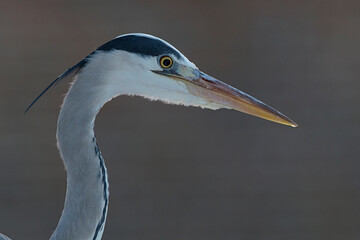 Portrait of an adult grey heron (ardea cinerea)