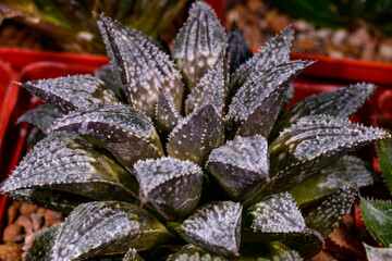 Haworthia sp. - succulent plant in botanical collection, Ukraine