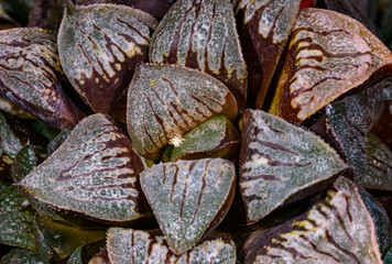 Haworthia sp. - succulent plant in botanical collection, Ukraine