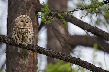 Adult Ural Owl (strix uralensis) perching on a brach in the mongolian taiga forest