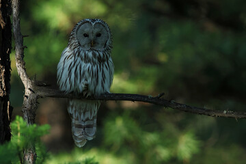 Adult Ural Owl (strix uralensis) perching on a brach in the mongolian taiga forest