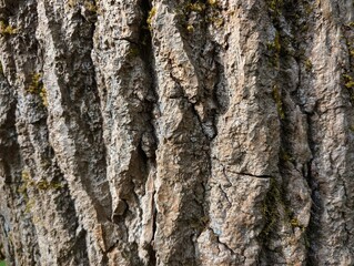 Cedar bark texture. Background for design