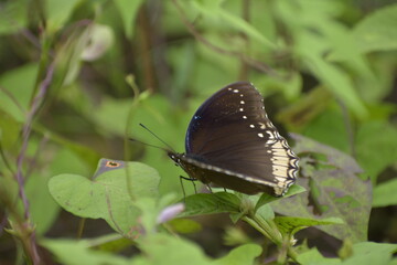Hypolimnas bolina-female, Great eggfly -female. Taken at Krohn Conservatory butterfly show
