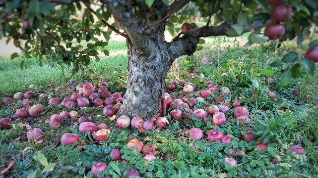Apples Fallen Underneath Tree The Apple Doesn't Fall Far From the Tree Apple Orchard