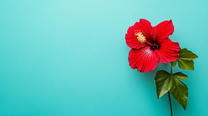 Obraz premium A solitary deep red hibiscus flower against a vibrant turquoise backdrop, close-up shot, Minimalist style