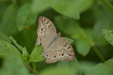 Junonia atlites - Gray pansy, Asia, Monsanto Insectarium