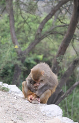 An Indian monkey hugging her baby monkey, showing a close and loving bond between mother and child. The photo captures the natural behavior of monkeys in the wild and highlights maternal care 
