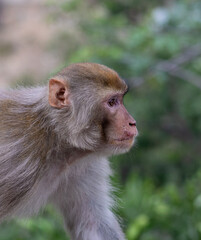 Portrait of a indian monkey