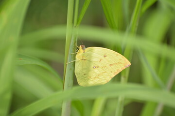 Lemon Emigrant (Catopsilia pomona)