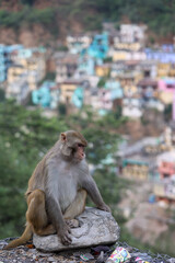 Obraz premium Indian monkey in the mountains with a colorful riverside city in the background 