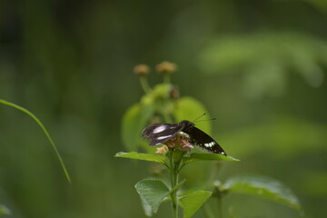 Hypolimnas bolina-female, Great eggfly -female. Taken at Krohn Conservatory butterfly show